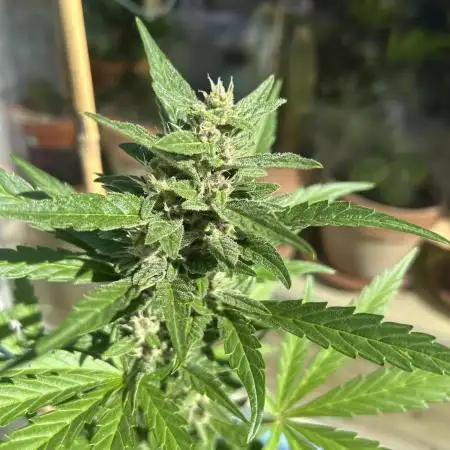 Dark Devil Auto Outdoor