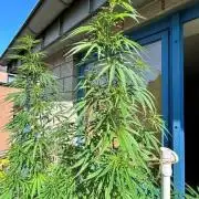 Desert Skunk