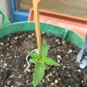 Permanent Jealousy XL Auto