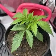 Psicodelicia indoors