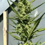 Auto Cocopopo Outdoors