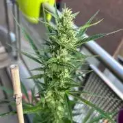 Auto Cocopopo Outdoors