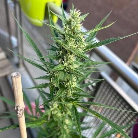 Auto Cocopopo Outdoors