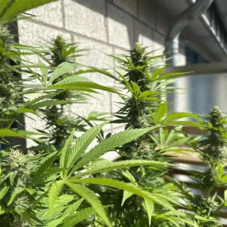 Green Poison Fast Version Outdoor