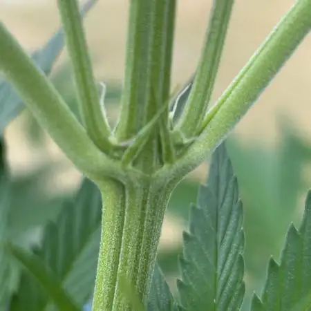 Green Poison Fast Version Outdoor