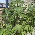 Green Poison Fast Version Outdoor