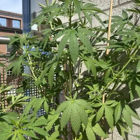 Green Poison Fast Version Outdoor