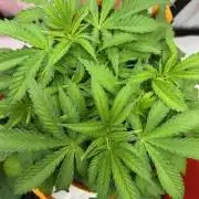 Psicodelicia indoors