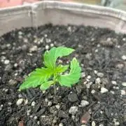 Desert Skunk