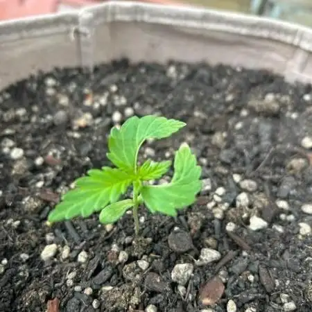 Desert Skunk