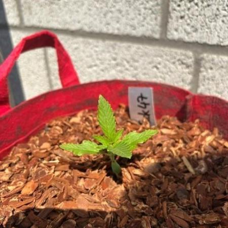 Jack 47 XL Auto