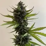 Dark Devil Auto Outdoor