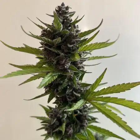 Dark Devil Auto Outdoor