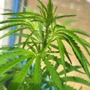 Desert Skunk