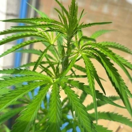 Desert Skunk
