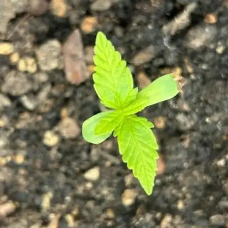 Jack 47 XL Auto