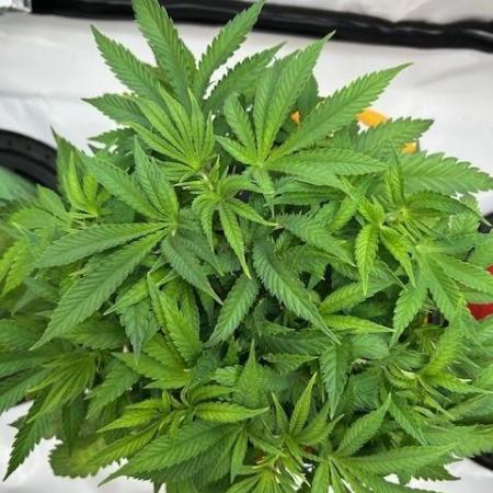 Psicodelicia indoors