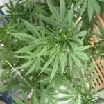 Green Poison Fast Version Outdoor