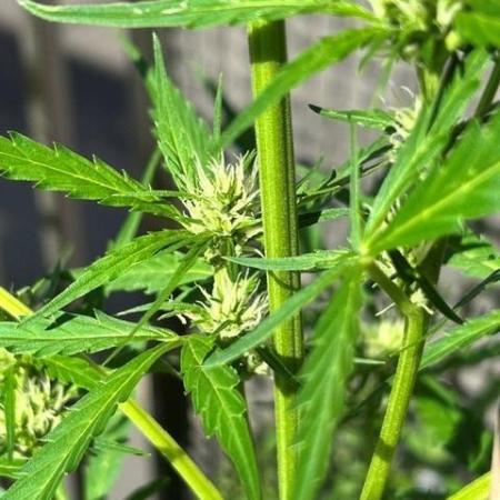 Auto Cocopopo Outdoors
