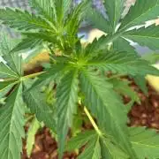 Auto Cocopopo Outdoors