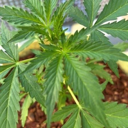 Auto Cocopopo Outdoors