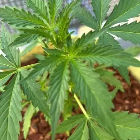 Auto Cocopopo Outdoors