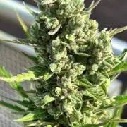 Auto Cocopopo Outdoors