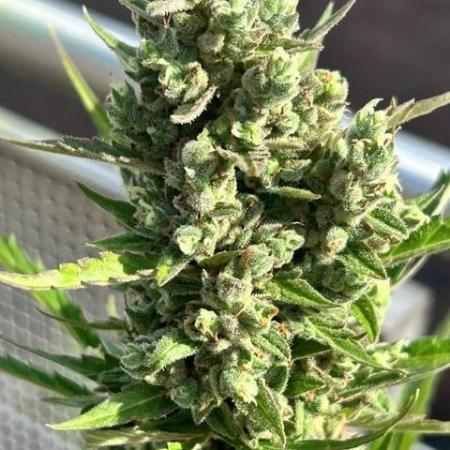 Auto Cocopopo Outdoors