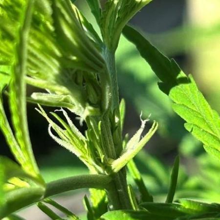 Desert Skunk
