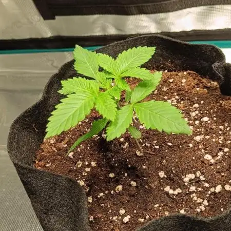 Living soil