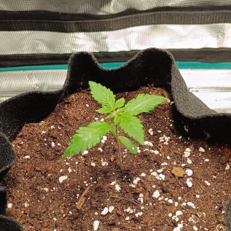 Living soil