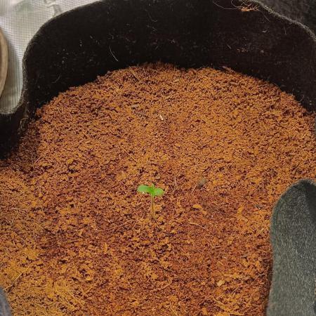 Living soil