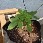 Living soil