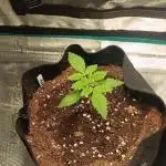 Living soil