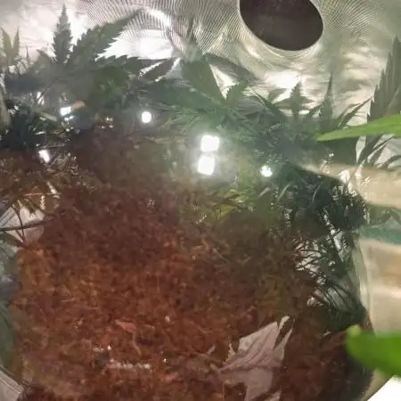 Living soil