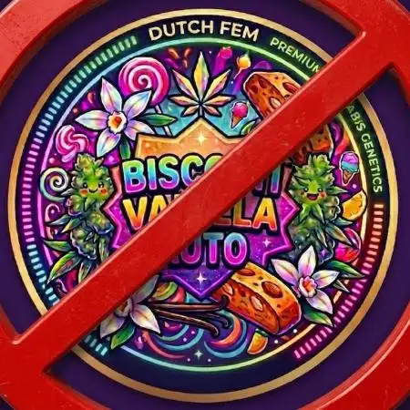 Biscotti Vanilla Auto ☀️ DutchFem