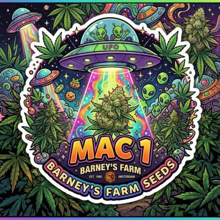 👽 🍪 MAC-1 F1 Hybrid by Barney's Farm