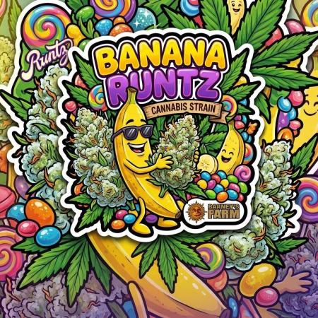 Banana Runtz 🍌🍬 F1 Hybrid by Barney's