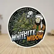 White Widow Auto 🕷️  Divine Seeds