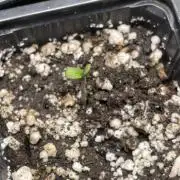 Blackberry Moonrocks