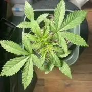 Blackberry Moonrocks