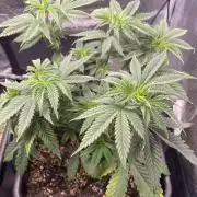 Blackberry Moonrocks