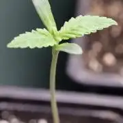 Blackberry Moonrocks