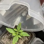 Blackberry Moonrocks