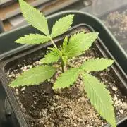 Blackberry Moonrocks