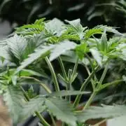 Blackberry Moonrocks