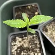 Blackberry Moonrocks