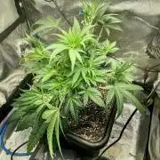 Very Berry Auto