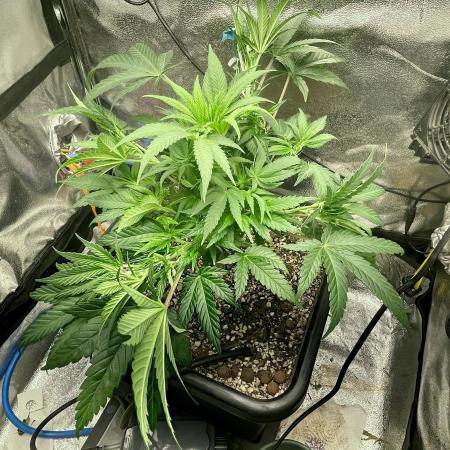 Very Berry Auto