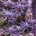 Dutch Passion Contest Auto Banana Blaze